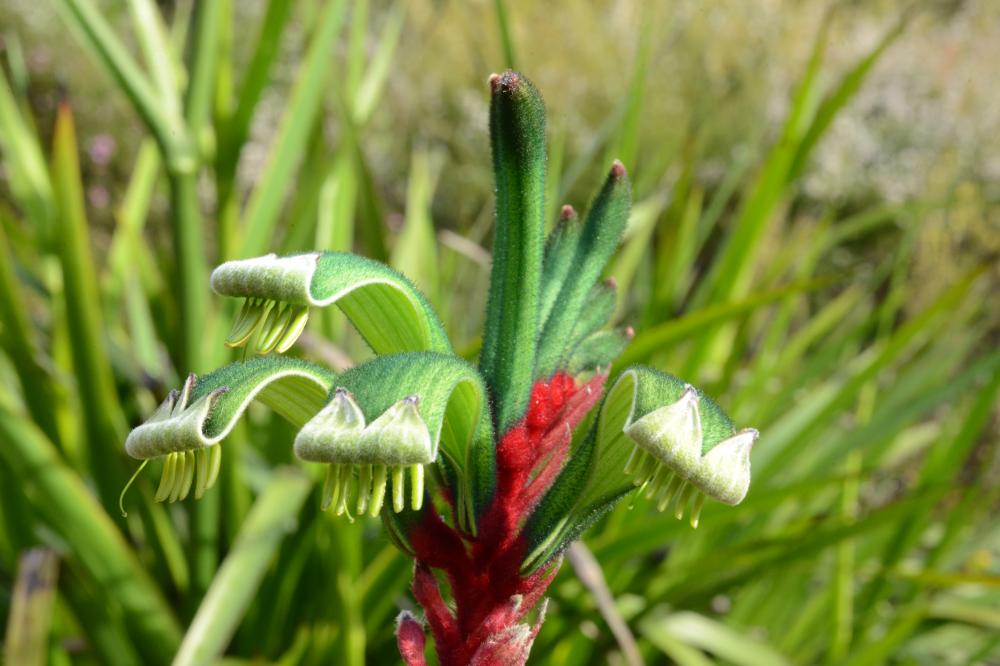 Anigozanthos manglesii A close up of a red and green kangaroo paw.