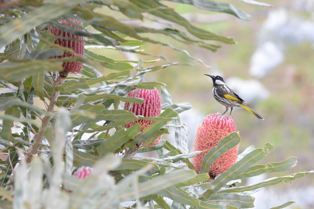 Bird perched on Firewood banksia Bird perched on Firewood banksia