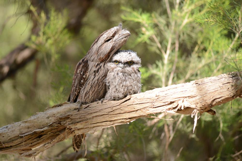 Tawny and the Bushfire Tawny and the Bushfire education program