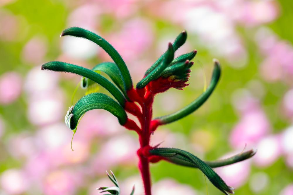 Anigozanthos manglesii Anigozanthos manglesii - red and green kangaroo paw