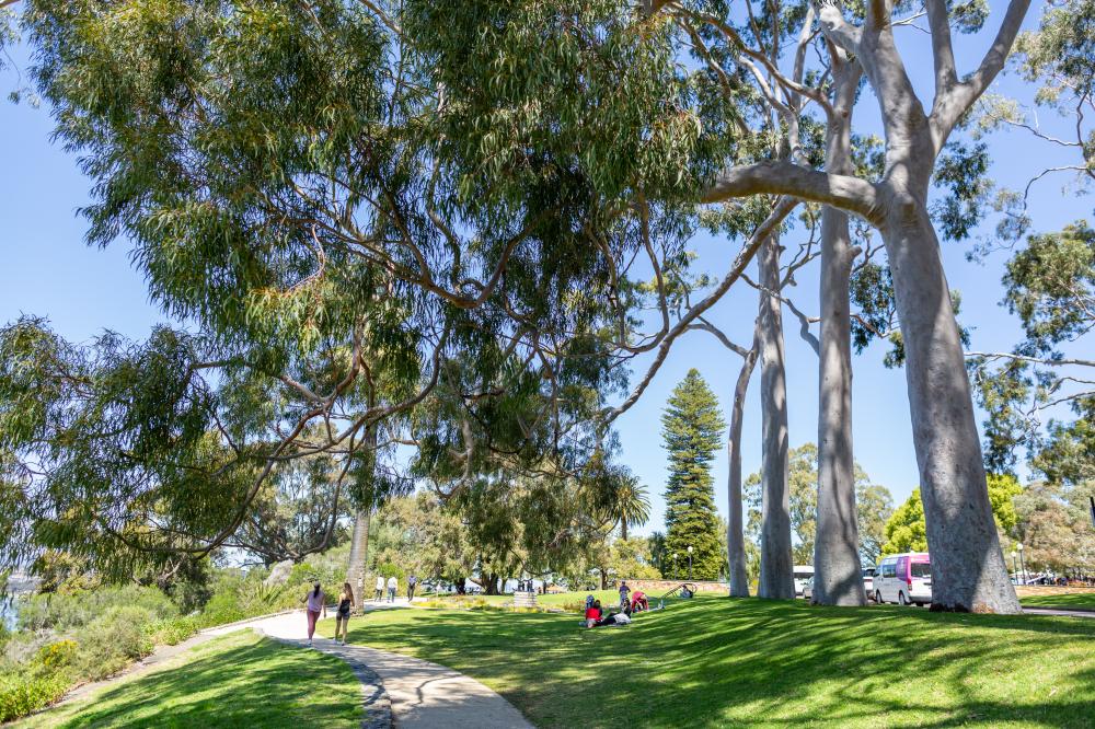 Fraser Avenue Fraser Avenue lined by lemon-scented gums
