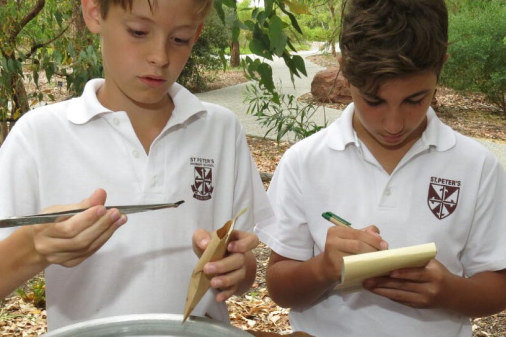 junior bushland carers junior bushland carers