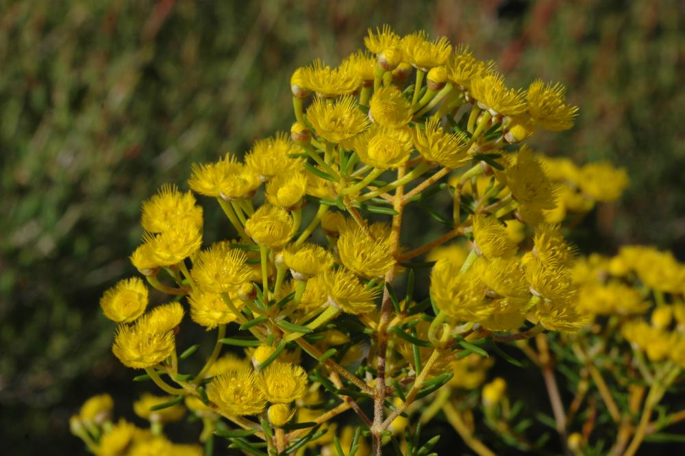 Verticordia chrysantha Verticordia chrysantha
