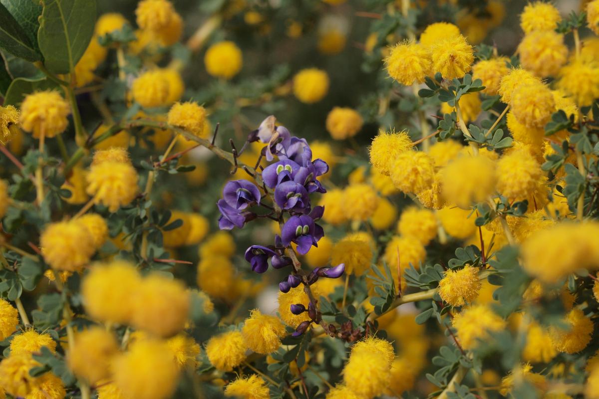 Hardenbergia and Acacia pulchella Hardenbergia and Acacia pulchella flowers in bloom.