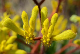 Anigozanthos pulcherrimus Anigozanthos pulcherrimus, commonly known as the Yellow Kangaroo Paw