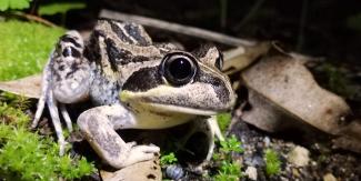 Bold Park Banjo Frog Bold Park Banjo Frog