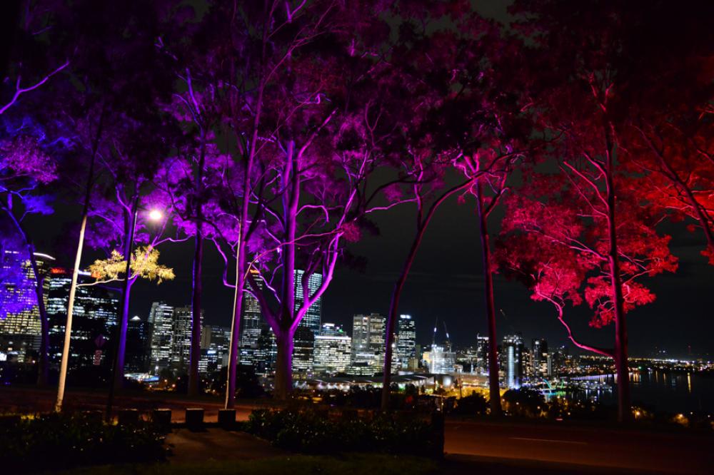 Fraser Avenue tree lights are lit in many colours to celebrate important dates and events. Fraser Avenue lemon-scented gums lit in purple and red, looking out over the city at night.