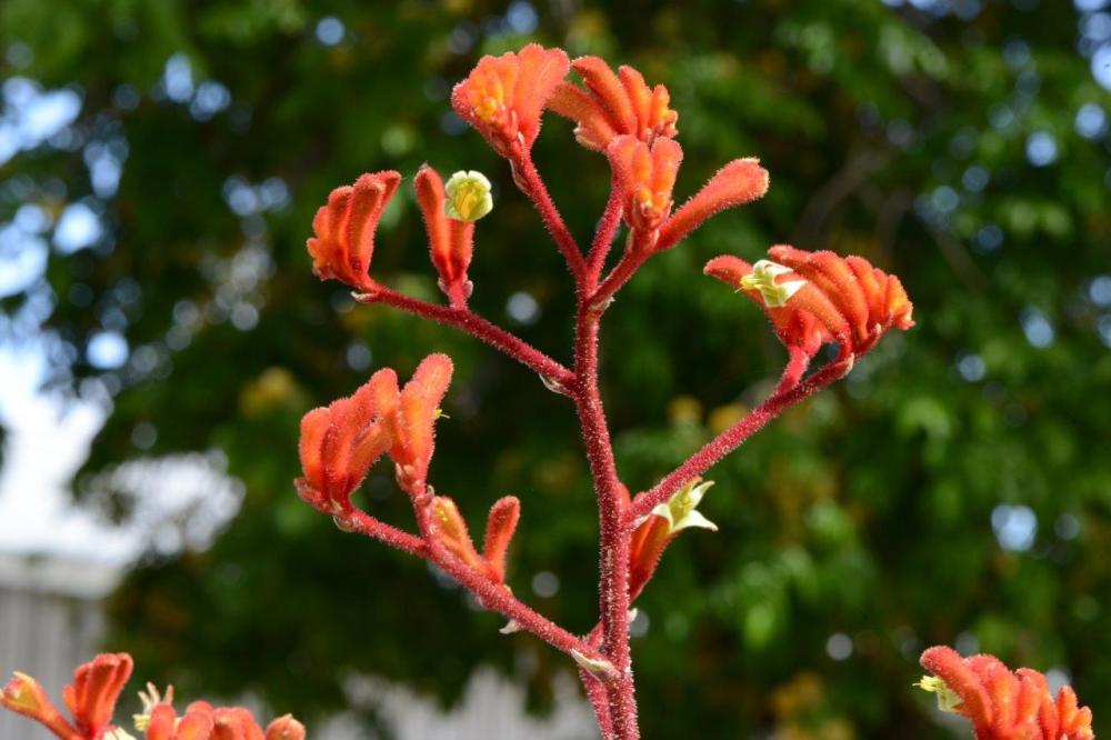 Federation Flame Kangaroo Paw Orange blooms of 'Federation Flame' kangaroo paw.