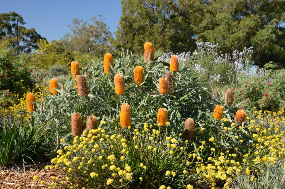 Banksia ashbyi subsp. boreoscaia  Banksia ashbyi subsp. boreoscaia covered in orange, upright blooms.