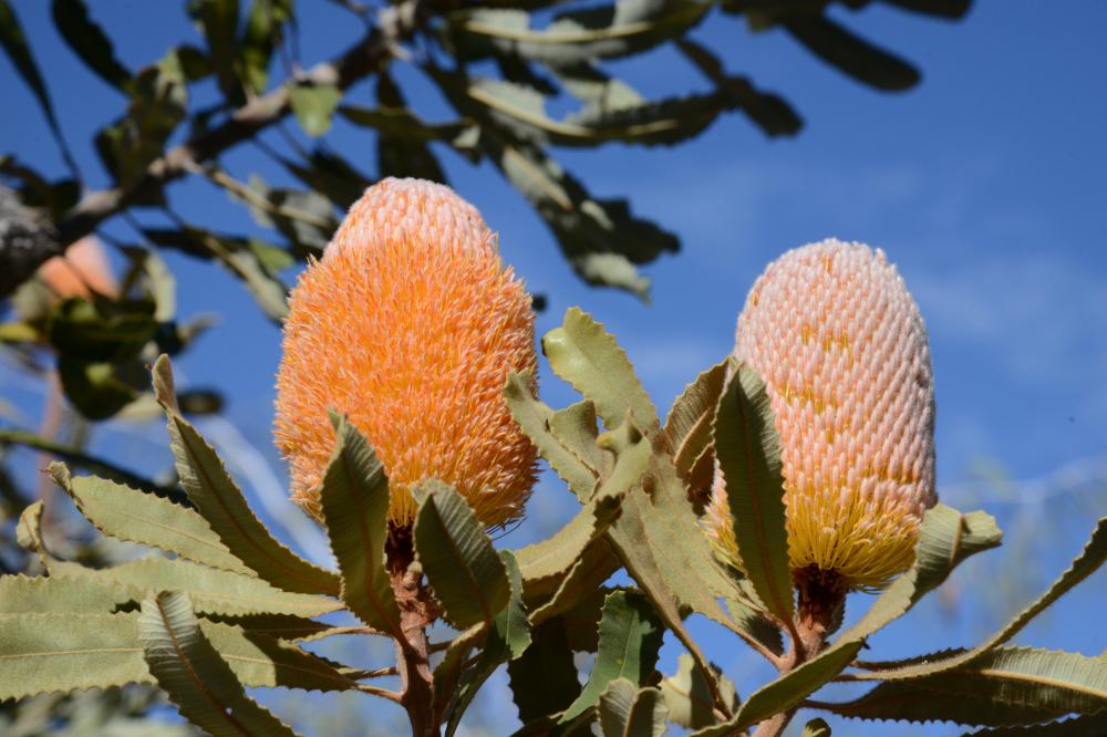 Banksia burdetti Two flower spikes of Banksia burdetti.
