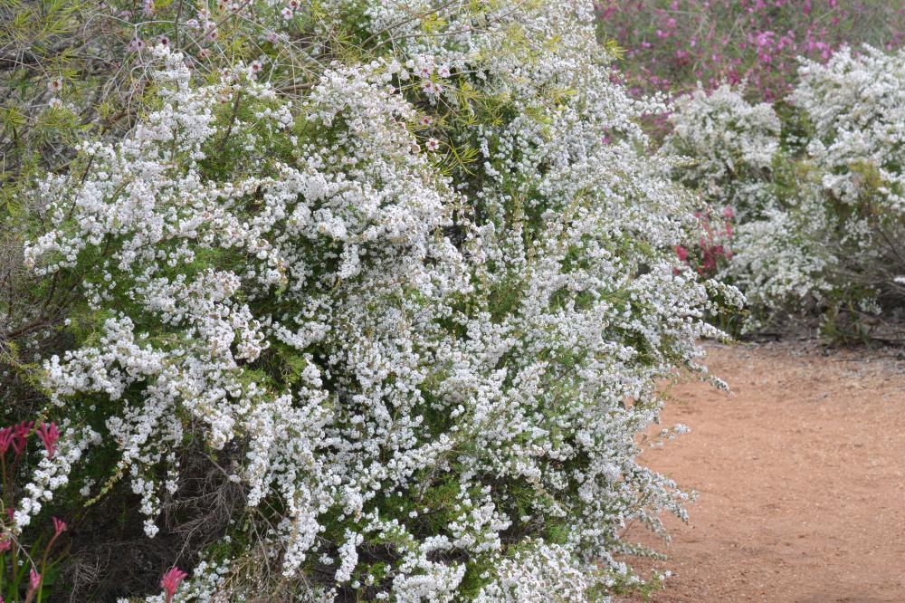 Chamelaucium ciliatum Large Chamelaucium ciliatum shrub covered in white flowers.