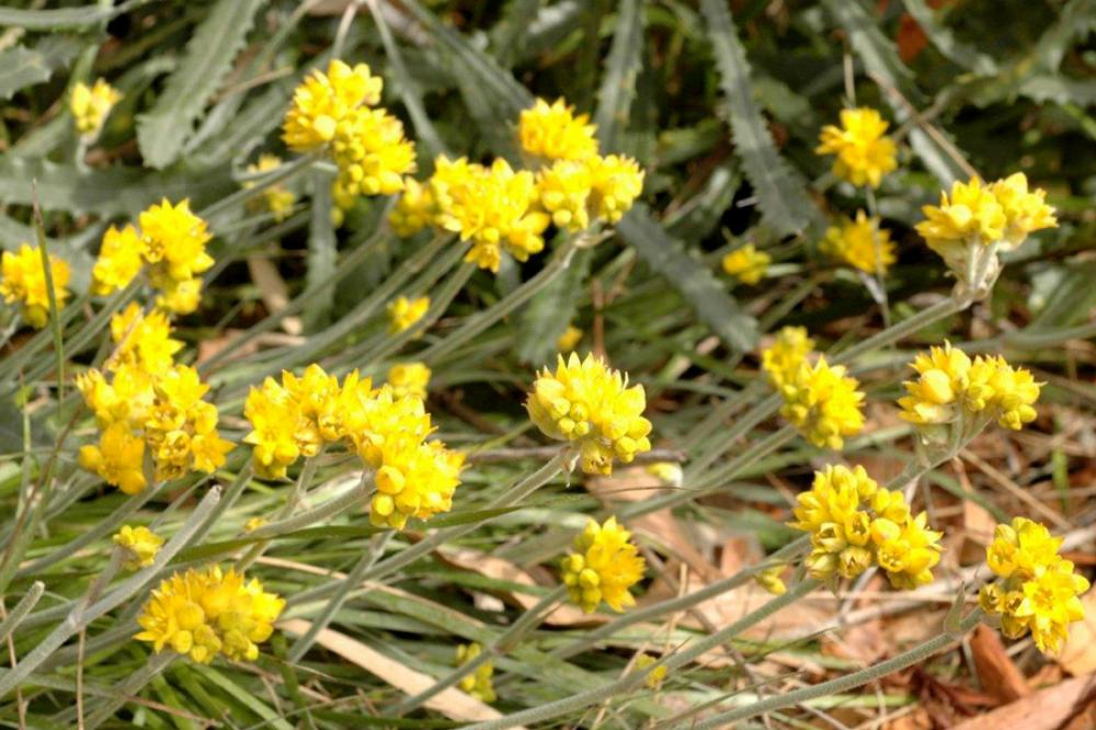 Conostylis candicans Yellow flowers in bloom on a Grey Cottonhead plant.