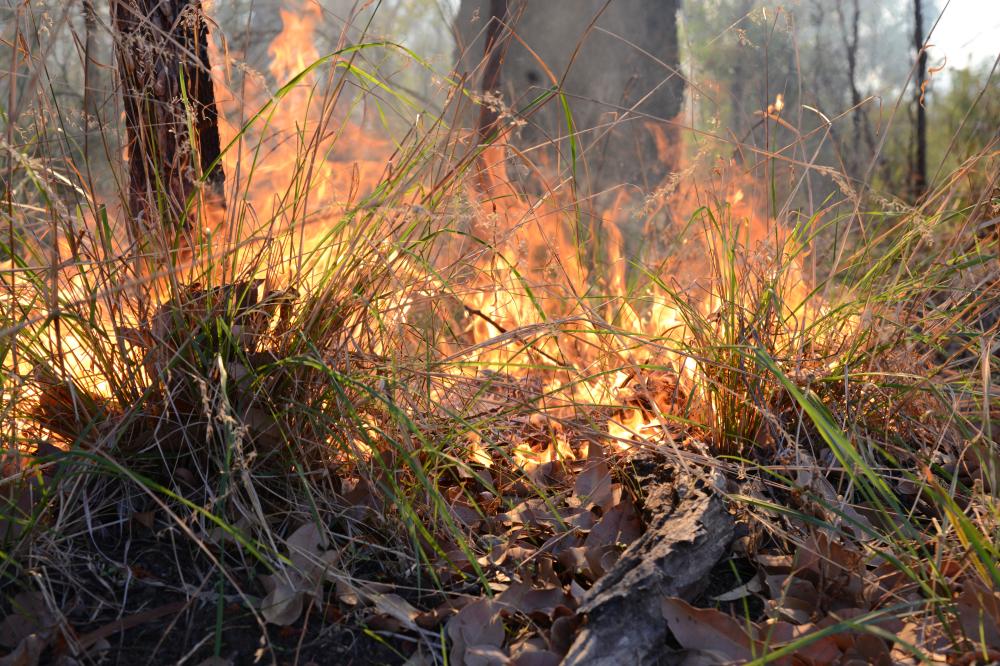 Fire ecology scientific burn Fire ecology scientific burn in Kings Park bushland