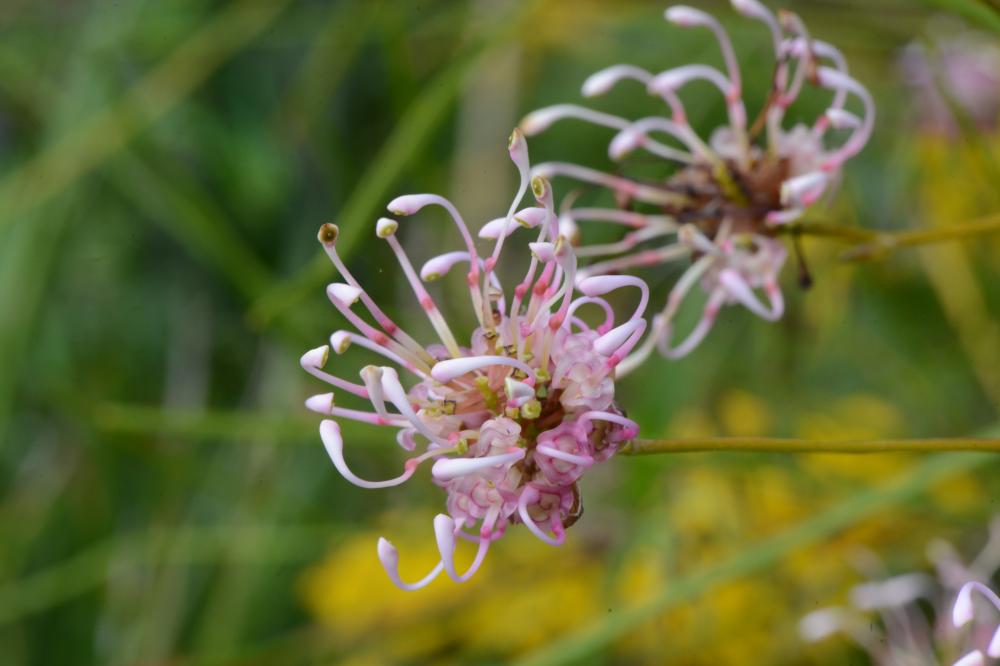Grevillea bracteosa Two pink and white Grevillea bracteosa flowers.