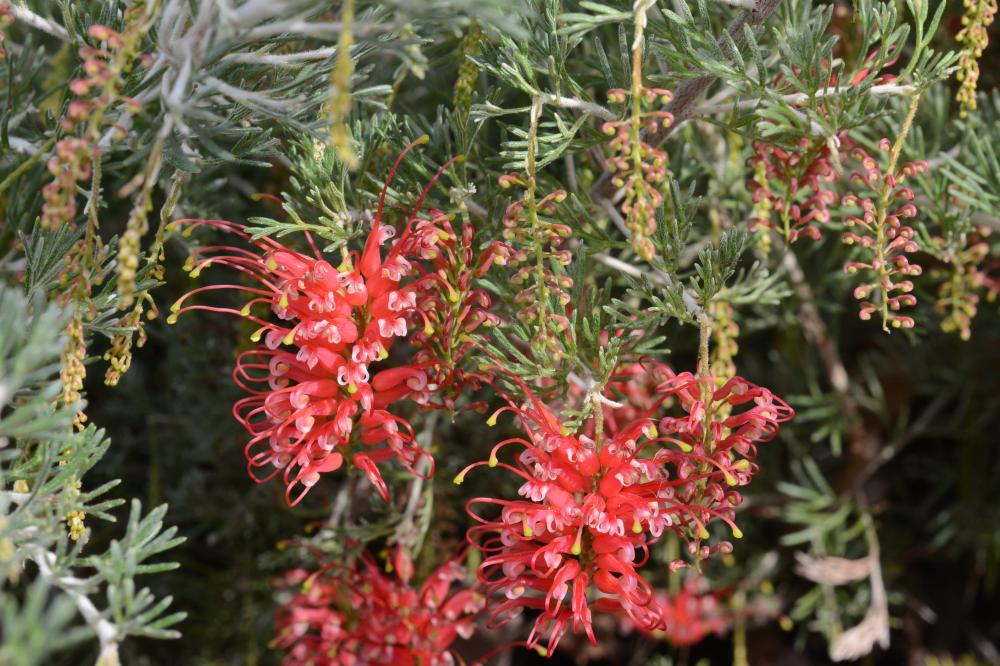 Grevillea preissii subsp. glabrilimba Close up of three red Spider Net Grevillea flowers.