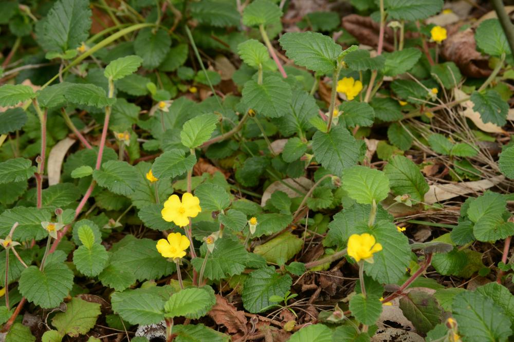 Hibbertia grossularifolia Hibbertia grossularifolia with large leaves and yellow flowers in bloom.