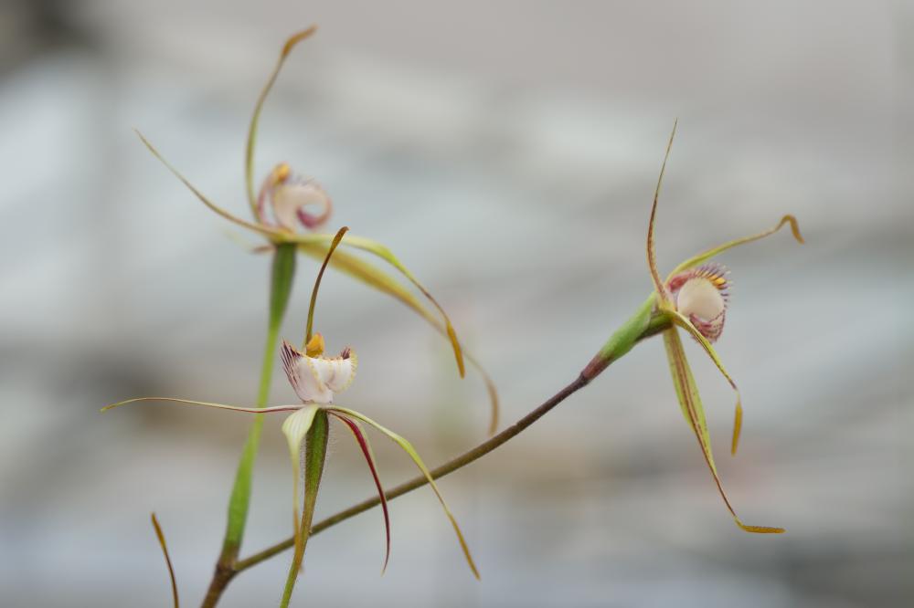 Orchid in glasshouse Orchid in glasshouse