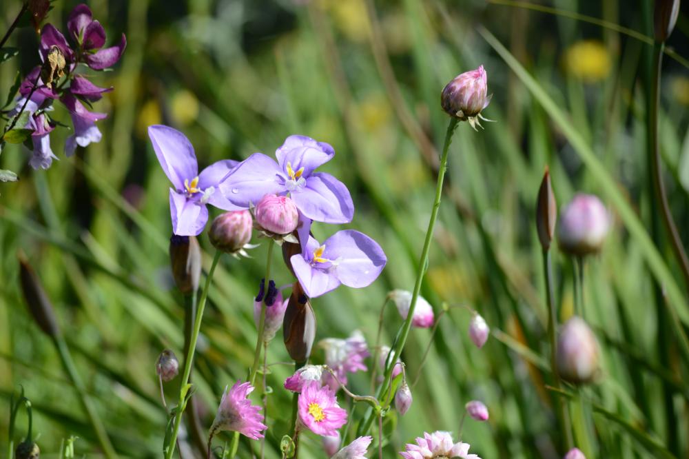 Patersonia occidentalis Three Purple flag flowers blooming against green foliage.