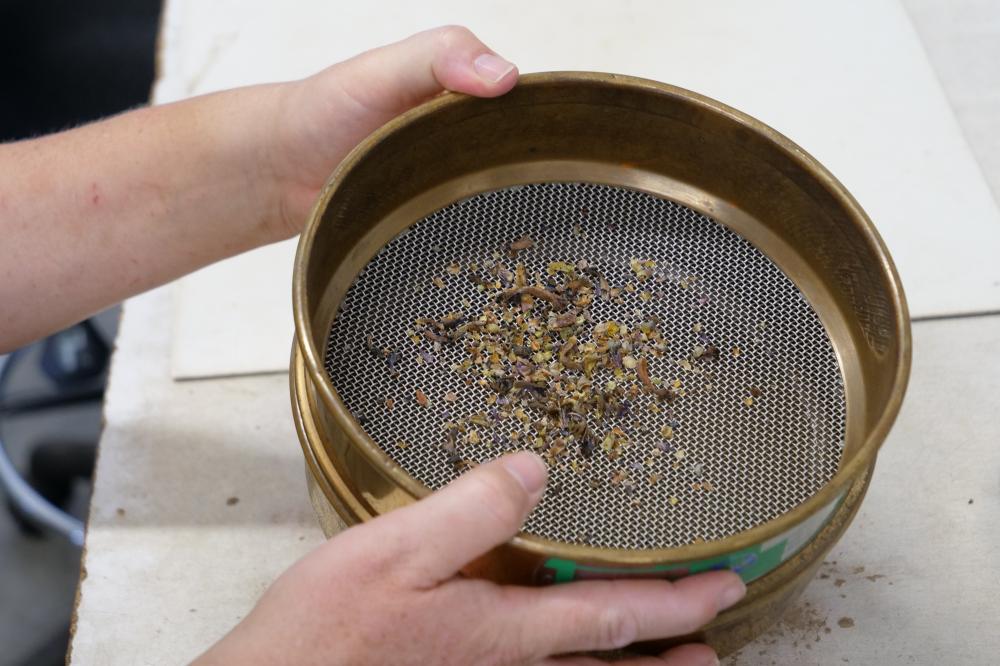 Seed cleaning Seed cleaning