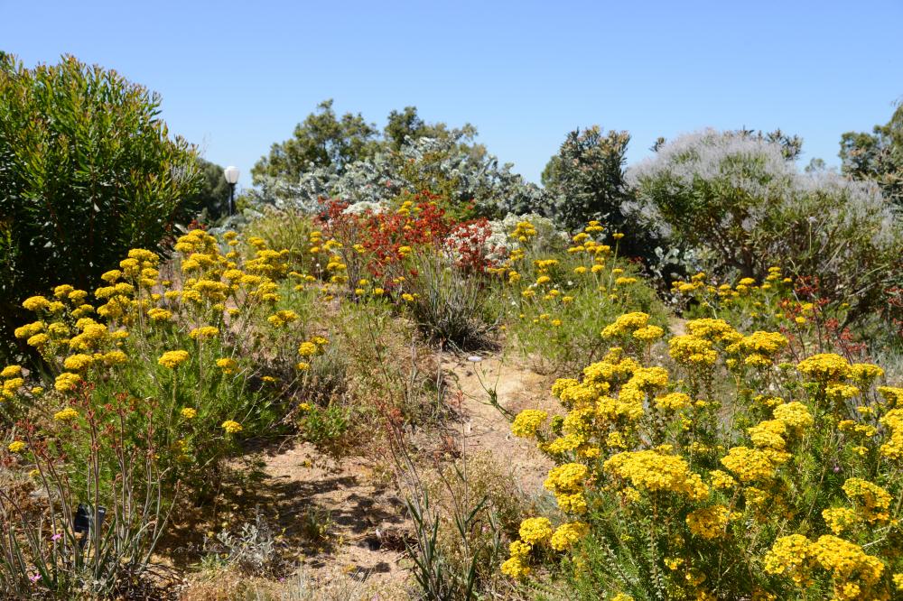 Verticordia Garden Yellow and red flowers in bloom in the Verticordia Garden.