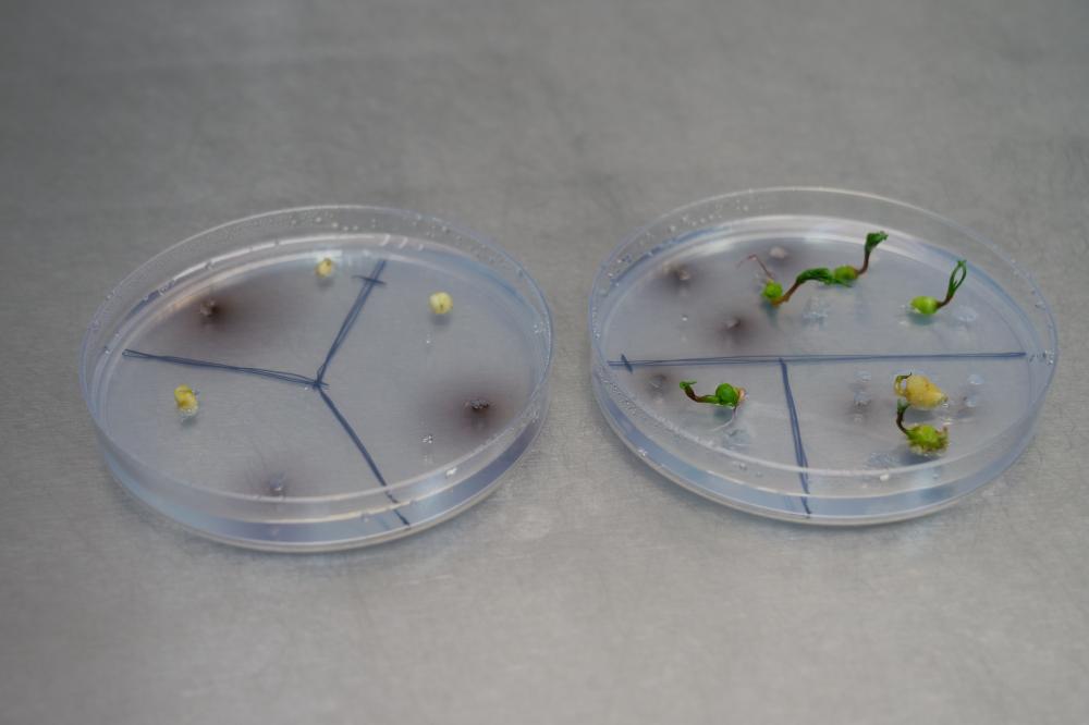 Tissue cultures in petri dishes Tissue cultures in petri dishes