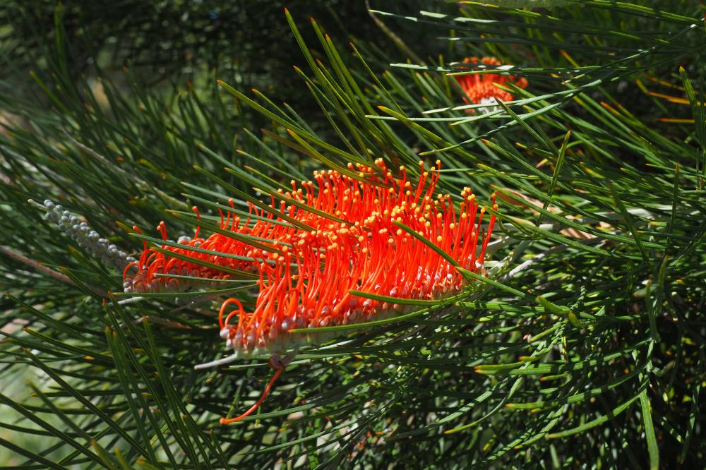 City Lights grevillea City Lights grevillea flower