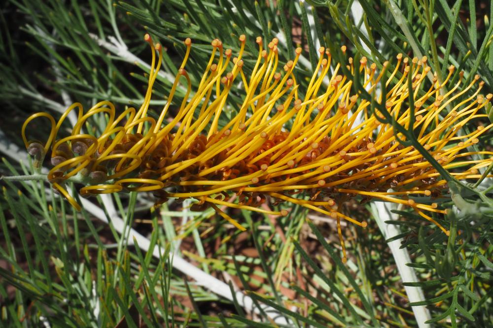 Honey Moon grevillea Honey Moon grevillea flower