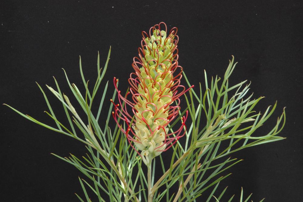 Outback Sunrise grevillea Outback Sunrise grevillea flower