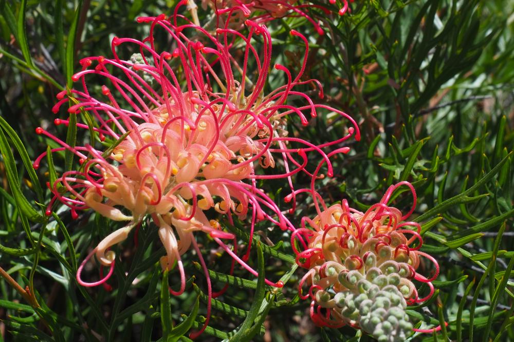 Pink Profusion grevillea Pink Profusion grevillea flowers