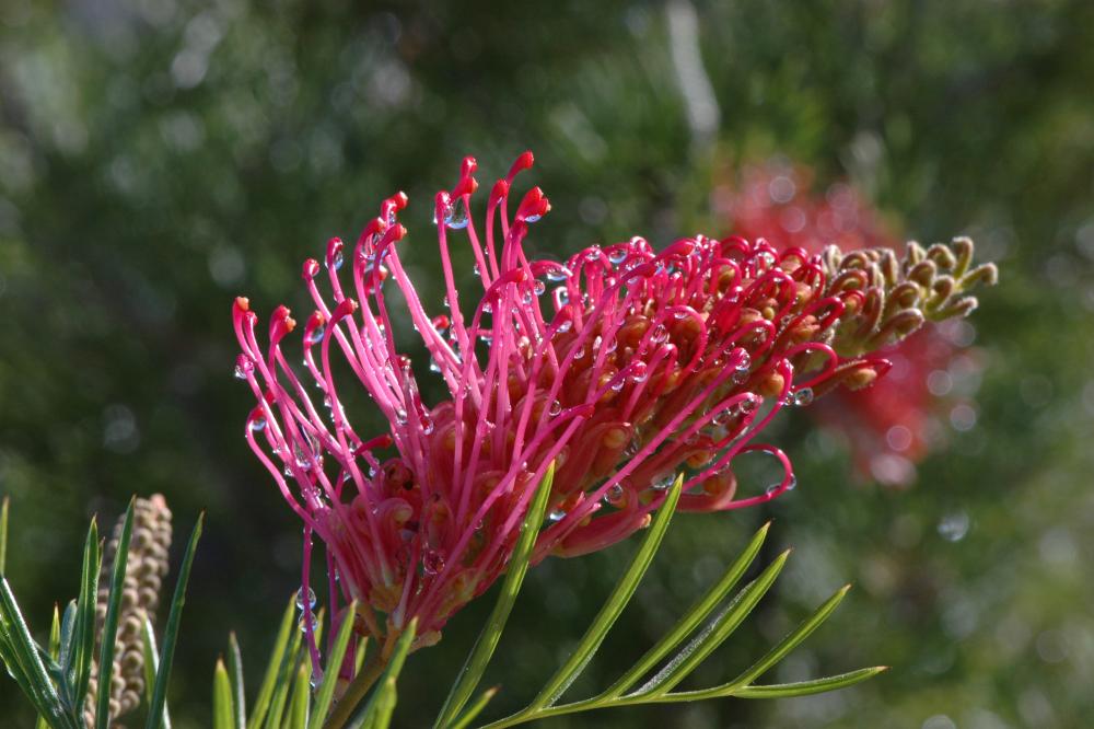 Raspberry Dream grevillea  Raspberry Dream grevillea flower