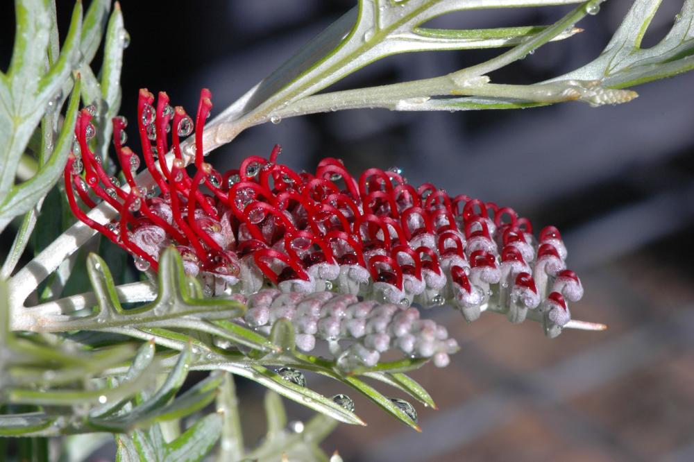 Red Coral grevillea Red Coral grevillea flower