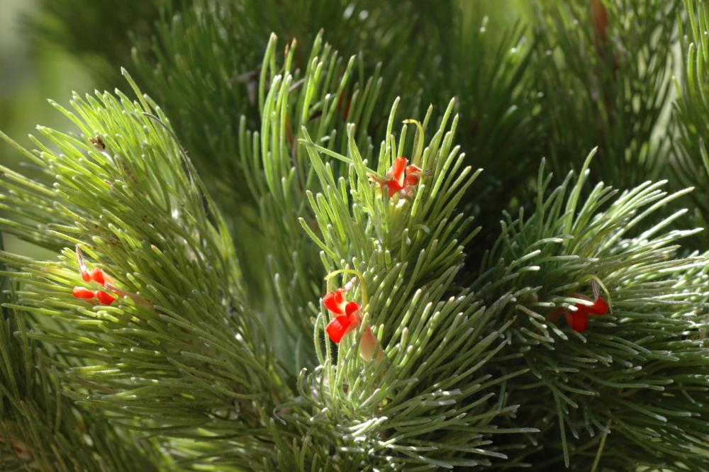 Adenanthos sericeus Adenanthos sericeus commonly known as the Woolly Bush