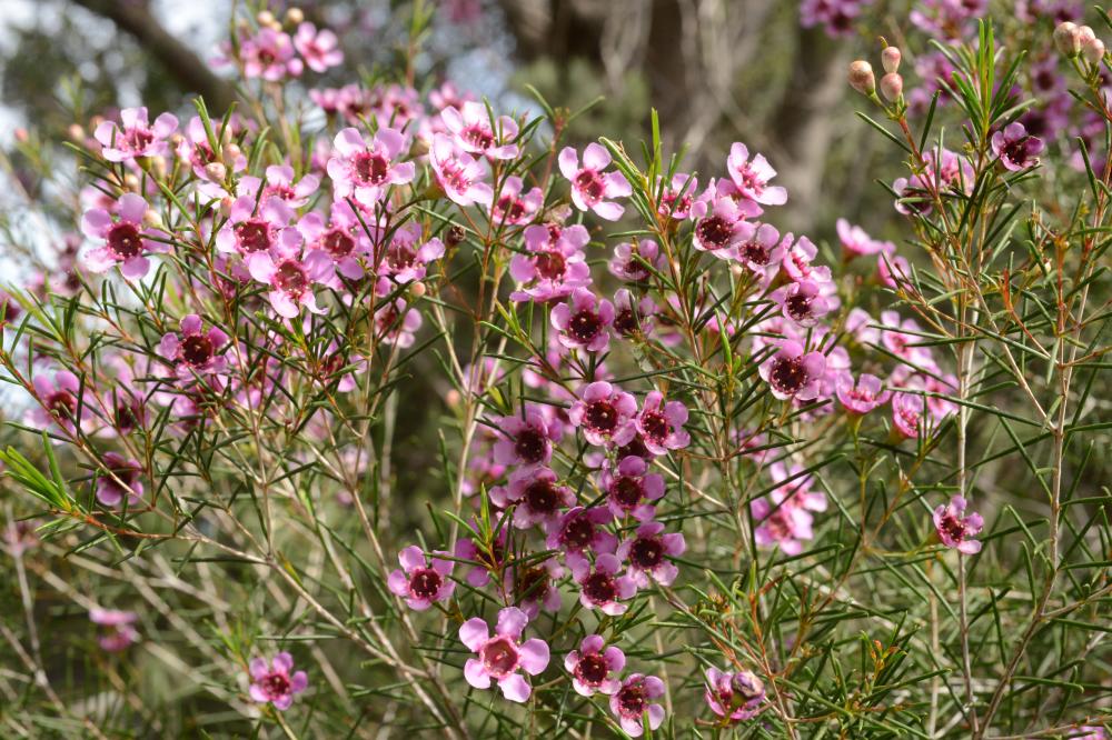 Chamelaucium uncinatum Chamelaucium uncinatum commonly known as Geraldton Wax
