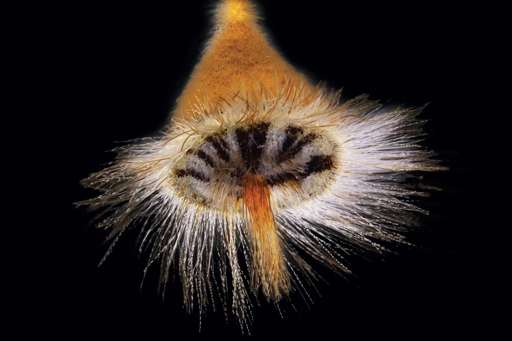 Conospermum triplinervium seed Conospermum triplinervium seed