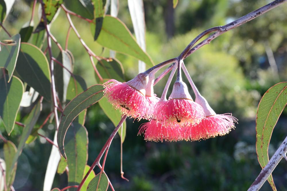 Eucalyptus caesia subsp. Magna Eucalyptus caesia subsp. Magna commonly known as Silver Princess