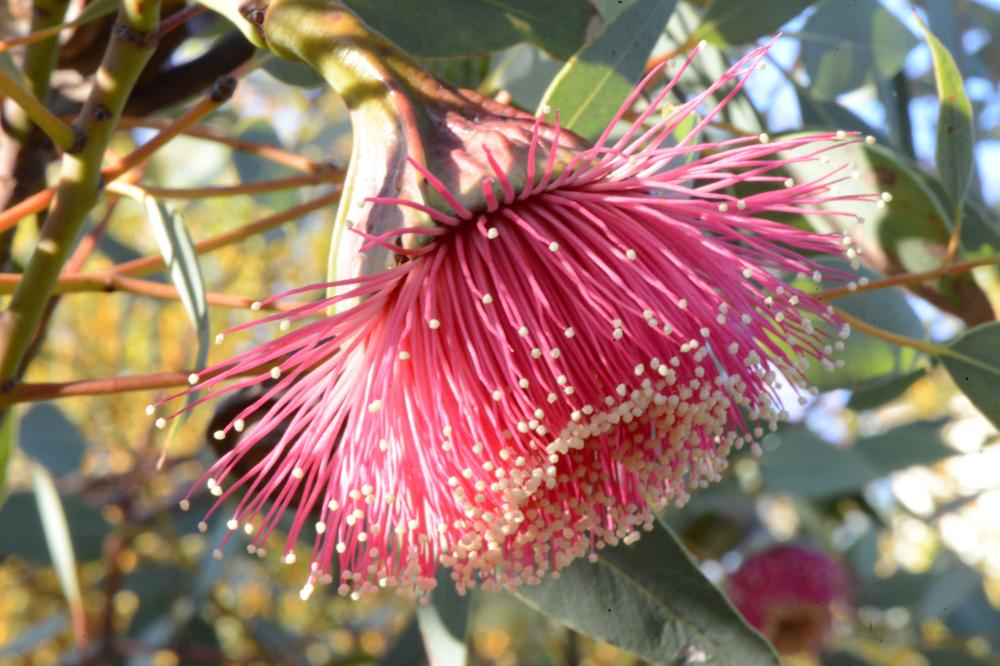 Eucalyptus pyriformis Eucalyptus pyriformis commonly known as the Pear-fruited Mallee