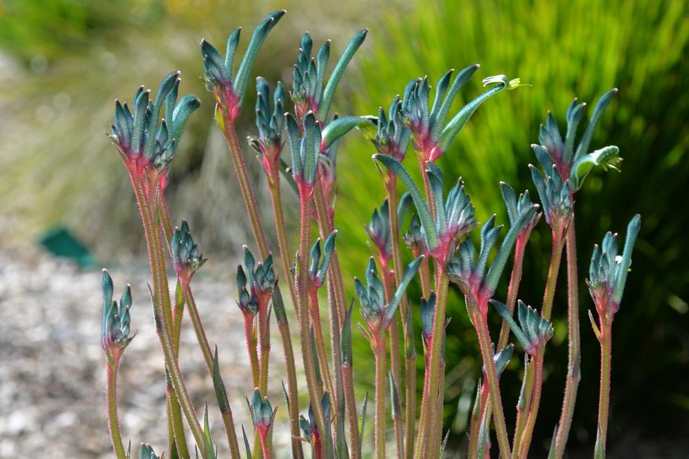 Fireworks Kangaroo Paw  Fireworks Kangaroo Paw flowers
