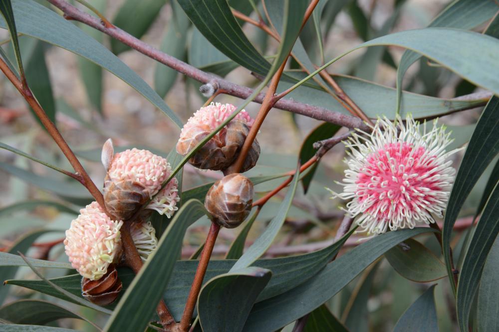 Hakea laurina Hakea laurina commonly known as the Pincushion Hakea