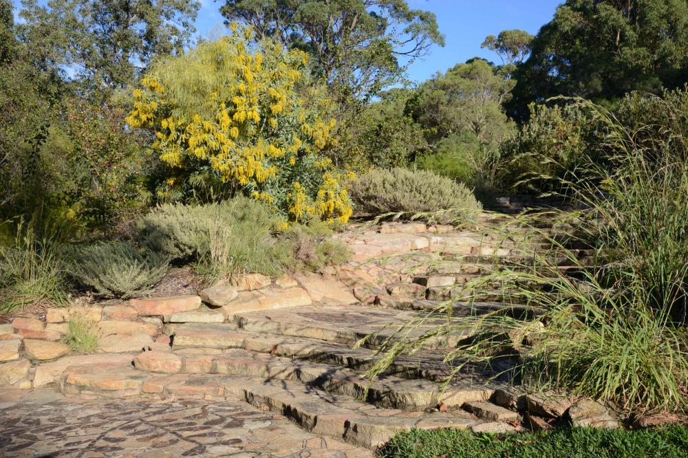 Acacia steps Acacia steps at the Acacia Garden