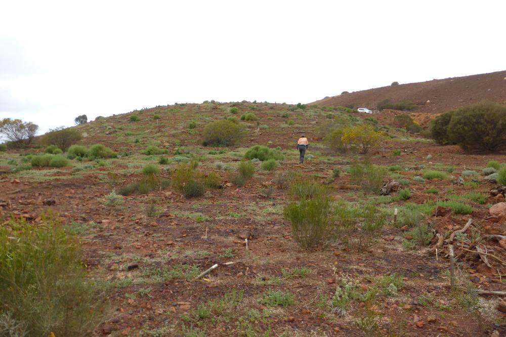 Vegetation coverage on an experimental restoration trial.  Person walking on a restoration site.