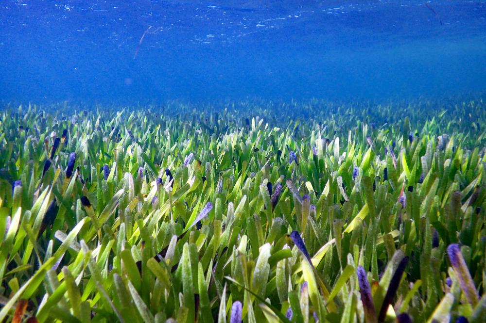 Posidonia seagrass meadow in Shark Bay. Posidonia seagrass meadow in Shark Bay.