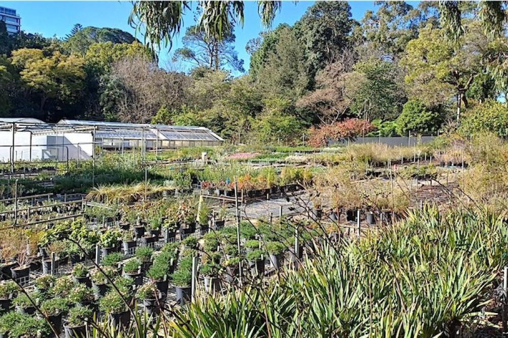 Kings Park Nursery View of plants in Kings Park Nursery.