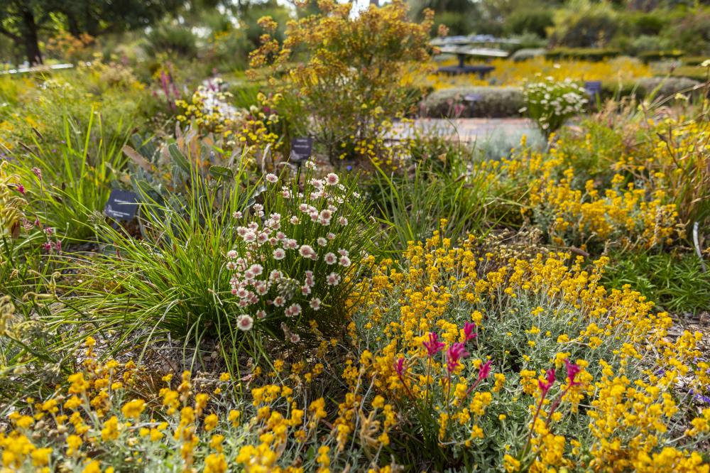 Floral Clock wildflowers Western Australian wildflowers