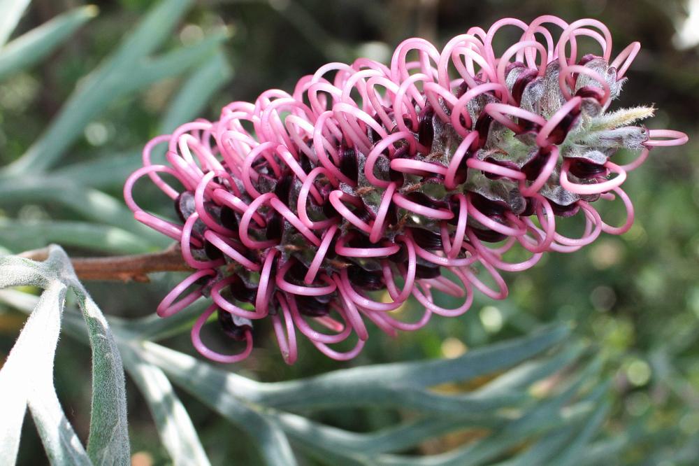 Pink grevillea flower.