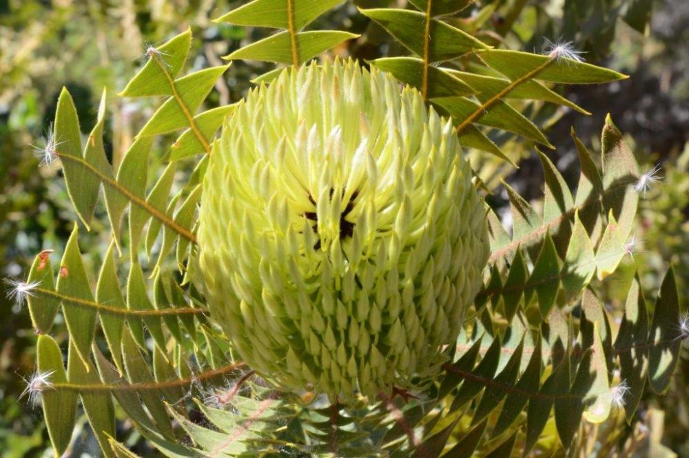 Banksia baxteri Banksia baxteri