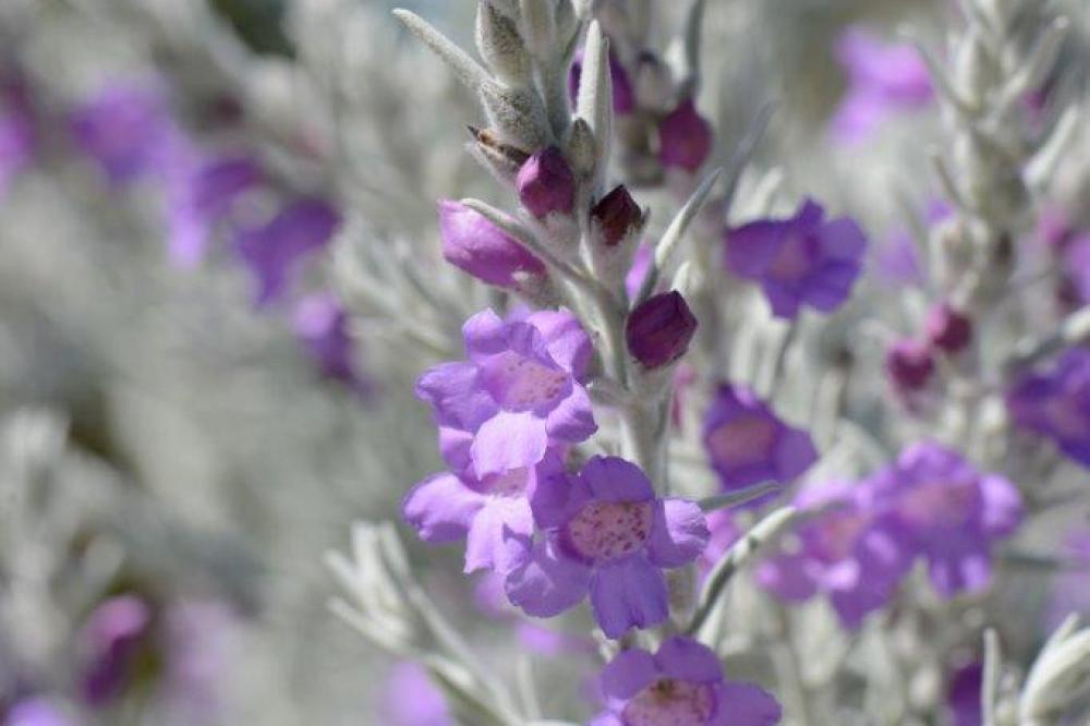 Eremophila nivea Eremophila nivea - Dave Blumer