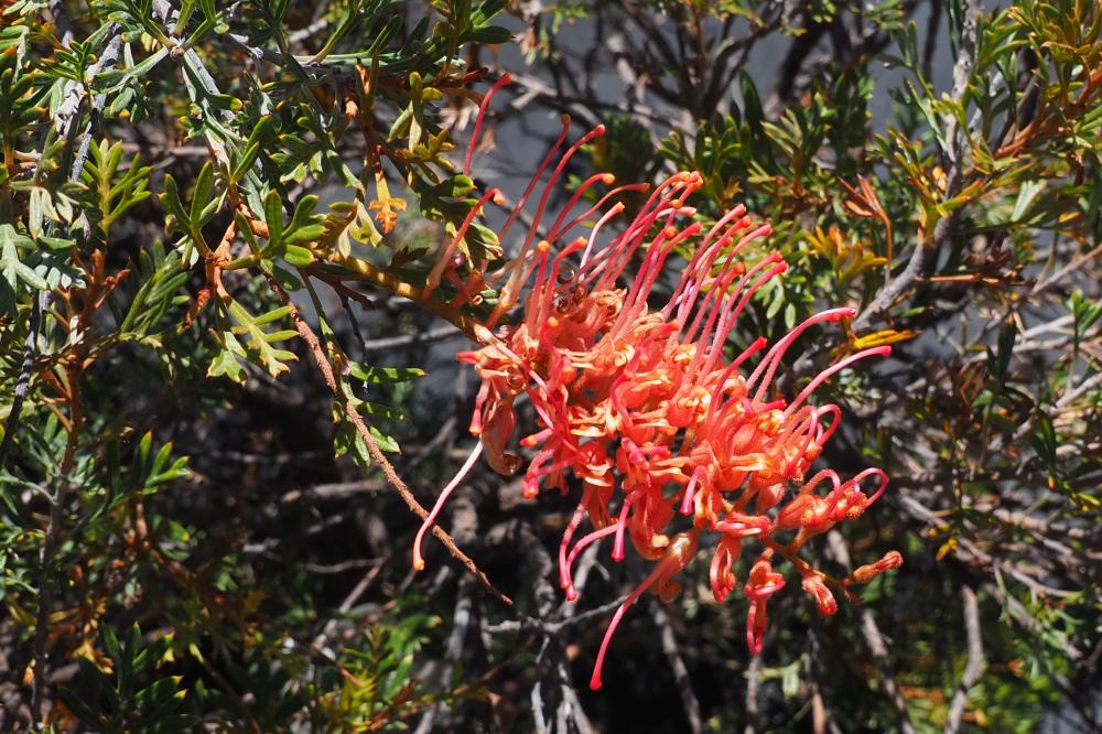 Grevillea Showtime