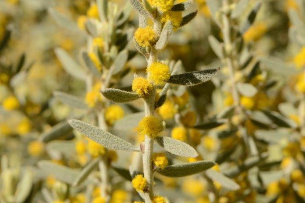 Acacia lanuginophylla Acacia lanuginophylla