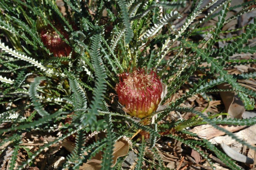 Banksia nivea Banksia nivea