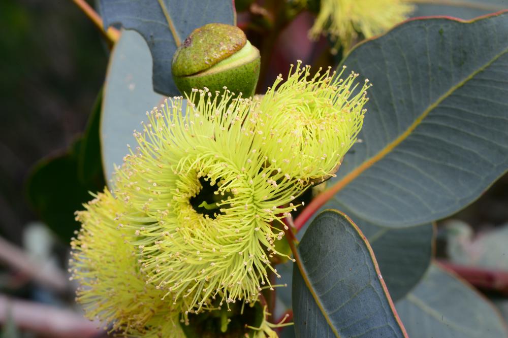 Eucalyptus preissiana Eucalyptus preissiana
